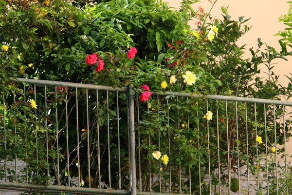 Arbustes Verts Fleurs Poussent Long Une Clôture Dans Nord Israël — Photo