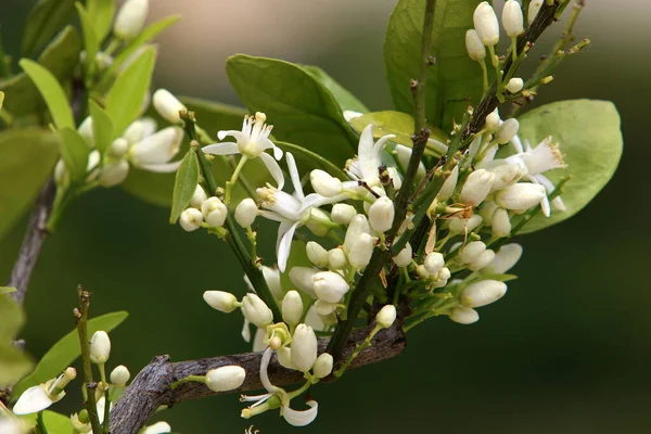 City Park North Israel Orange Blossoms Hot Summer Has Come — Stock Photo, Image