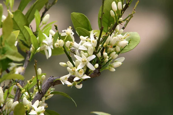 Dans Parc Urbain Nord Israël Une Oranger Fleurit Été Chaud — Photo