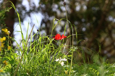 Kuzey İsrail 'deki bir şehir parkında kırmızı şakayıklar çiçek açtı. 
