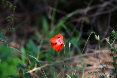 Kuzey İsrail 'deki bir şehir parkında kırmızı şakayıklar çiçek açtı. 