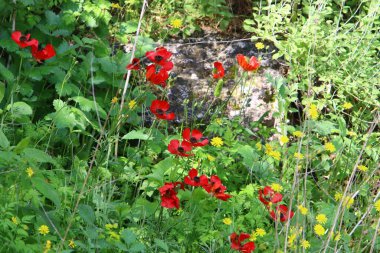 Kuzey İsrail 'deki bir şehir parkında kırmızı şakayıklar çiçek açtı. 