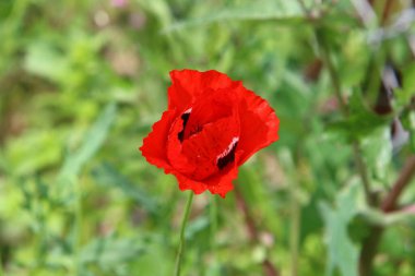 Kuzey İsrail 'deki bir şehir parkında kırmızı şakayıklar çiçek açtı. 