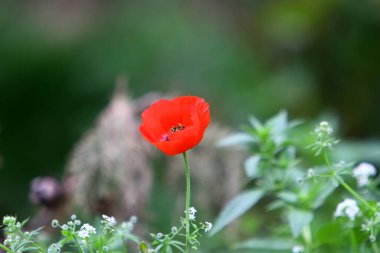 Kuzey İsrail 'deki bir şehir parkında kırmızı şakayıklar çiçek açtı. 