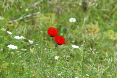 Kuzey İsrail 'deki bir şehir parkında kırmızı şakayıklar çiçek açtı. 