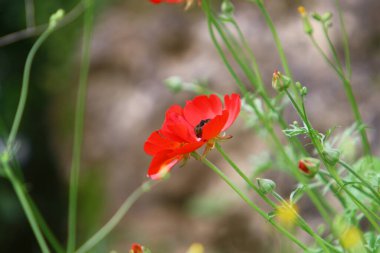 Kuzey İsrail 'deki bir şehir parkında kırmızı şakayıklar çiçek açtı. 