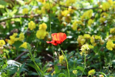 Kuzey İsrail 'deki bir şehir parkında kırmızı şakayıklar çiçek açtı. 