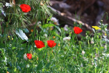 Kuzey İsrail 'deki bir şehir parkında kırmızı şakayıklar çiçek açtı. 
