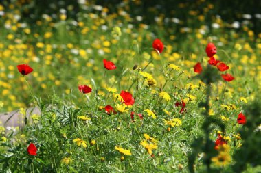 Kuzey İsrail 'deki bir şehir parkında kırmızı şakayıklar çiçek açtı. 