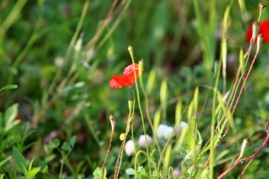 Kuzey İsrail 'deki bir şehir parkında kırmızı şakayıklar çiçek açtı. 