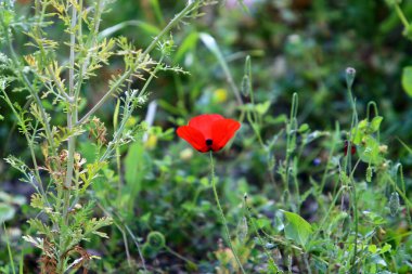 Kuzey İsrail 'deki bir şehir parkında kırmızı şakayıklar çiçek açtı. 