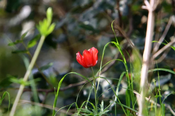 Röda Anemoner Blommar Stadspark Norra Israel — Stockfoto