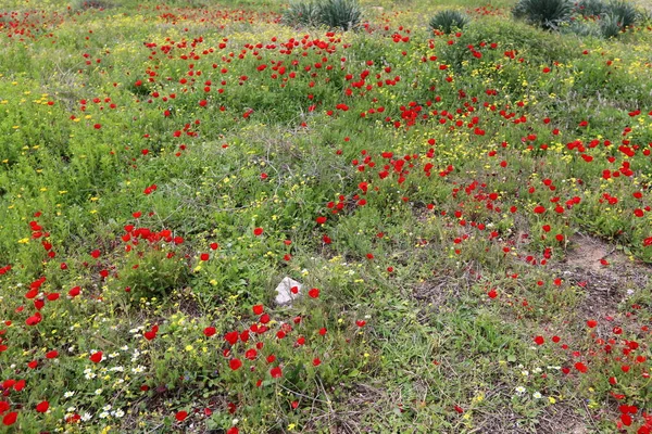 Florecen Anémonas Rojas Parque Ciudad Norte Israel — Foto de Stock