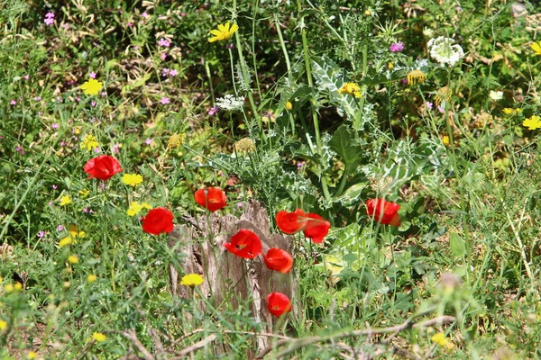 Anêmonas Vermelhas Florescem Parque Cidade Norte Israel — Fotografia de Stock