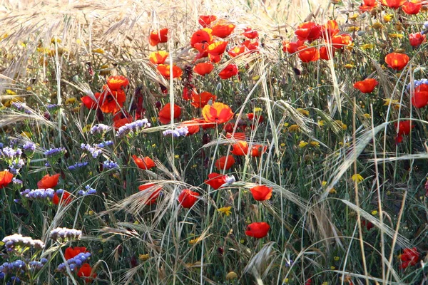 Röda Anemoner Blommar Stadspark Norra Israel — Stockfoto