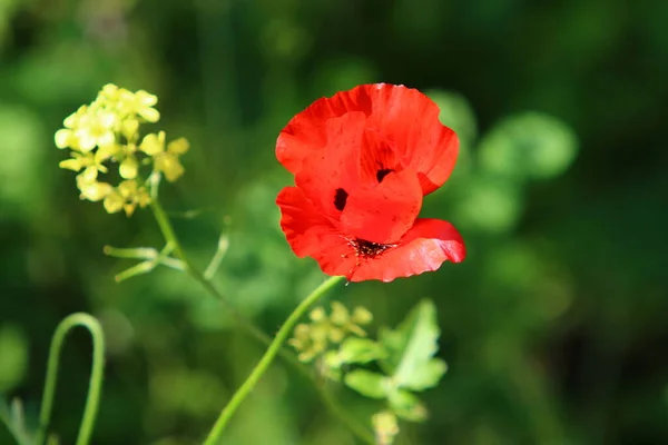 Florecen Anémonas Rojas Parque Ciudad Norte Israel — Foto de Stock