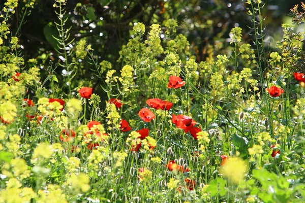 Florecen Anémonas Rojas Parque Ciudad Norte Israel — Foto de Stock