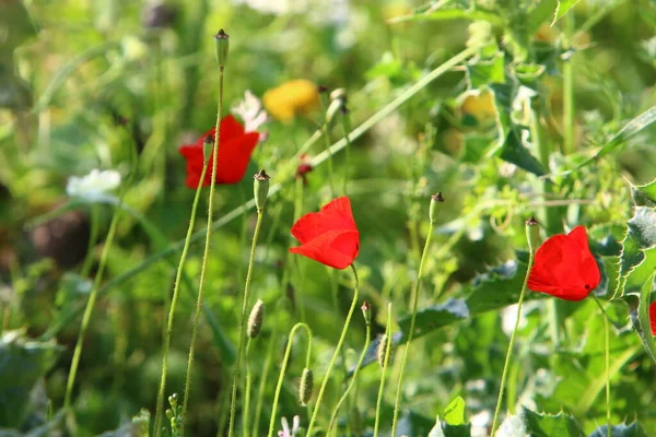 Anêmonas Vermelhas Florescem Parque Cidade Norte Israel — Fotografia de Stock