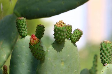 Kuzey İsrail 'deki bir şehir parkında büyük ve dikenli bir kaktüs çiçek açıyor. İsrail 'de yaz 