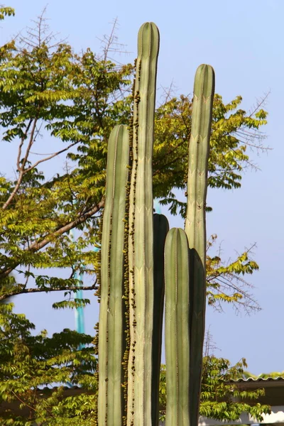 Einem Stadtpark Norden Israels Blüht Ein Großer Stacheliger Kaktus Sommer — Stockfoto