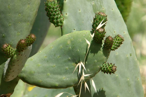 Parque Ciudad Norte Israel Cactus Grande Espinoso Florece Verano Israel —  Fotos de Stock