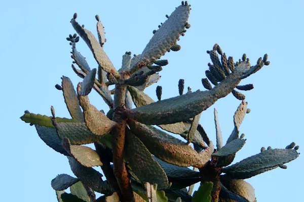 Dans Parc Urbain Nord Israël Grand Cactus Épineux Fleurit Été — Photo