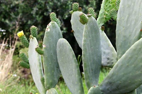 Parque Ciudad Norte Israel Cactus Grande Espinoso Florece Verano Israel — Foto de Stock