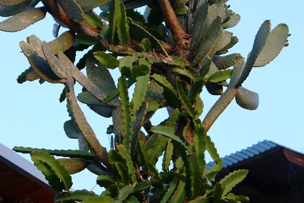 Dans Parc Urbain Nord Israël Grand Cactus Épineux Fleurit Été — Photo