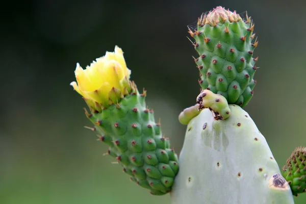 Parque Ciudad Norte Israel Cactus Grande Espinoso Florece Verano Israel — Foto de Stock