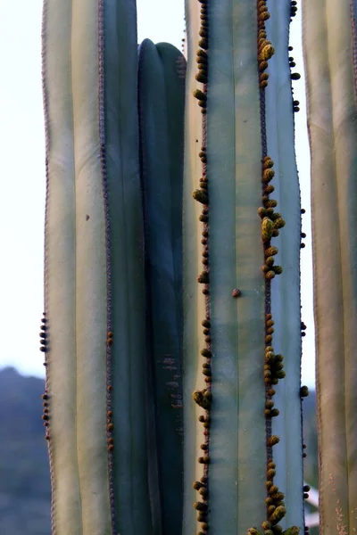 Parku Miejskim Północnym Izraelu Kwitnie Duży Kłujący Kaktus Lato Izraelu — Zdjęcie stockowe