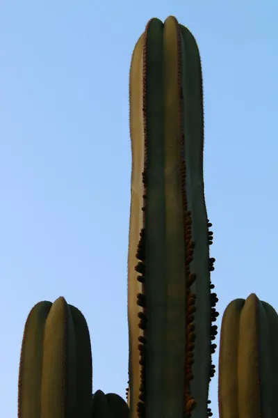 Parque Ciudad Norte Israel Cactus Grande Espinoso Florece Verano Israel — Foto de Stock