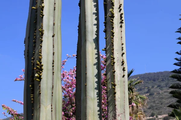 Parque Ciudad Norte Israel Cactus Grande Espinoso Florece Verano Israel —  Fotos de Stock