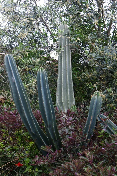 Stadspark Norra Israel Blommar Stor Och Taggig Kaktus Sommar Israel — Stockfoto