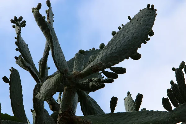 Parque Ciudad Norte Israel Cactus Grande Espinoso Florece Verano Israel — Foto de Stock