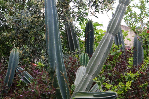 City Park Northern Israel Large Prickly Cactus Blooms Summer Israel — Stock Photo, Image