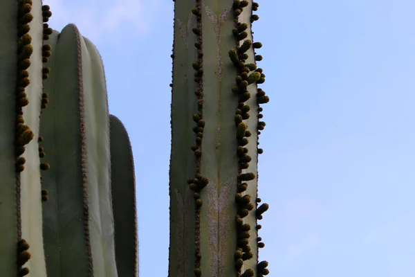 Parque Ciudad Norte Israel Cactus Grande Espinoso Florece Verano Israel — Foto de Stock