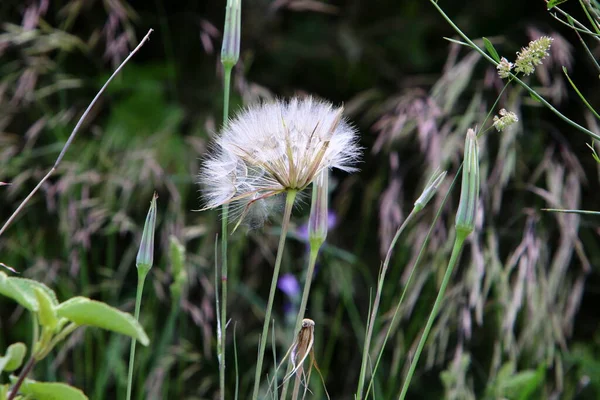 背の高い草を持つ森の牧草地で白いタンポポを育てます イスラエルの夏 — ストック写真