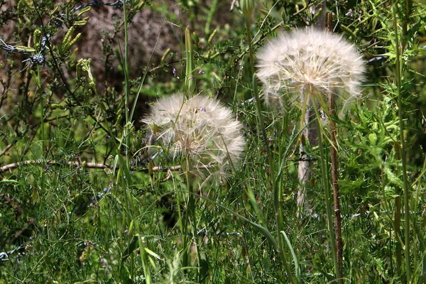 Een Bosweide Met Hoog Gras Groeien Witte Paardebloemen Zomer Israël — Stockfoto