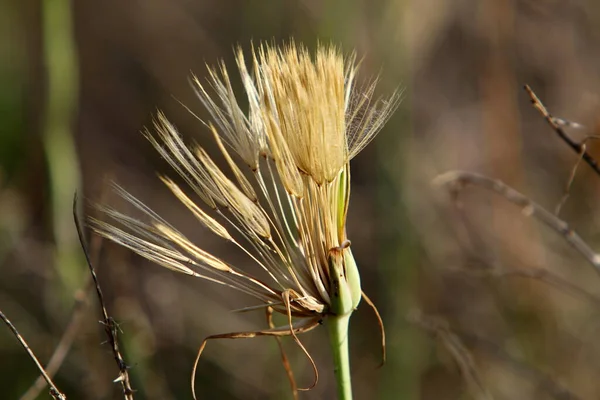 Auf Einer Waldwiese Mit Hohem Gras Wachsen Weiße Löwenzahne Sommer — Stockfoto