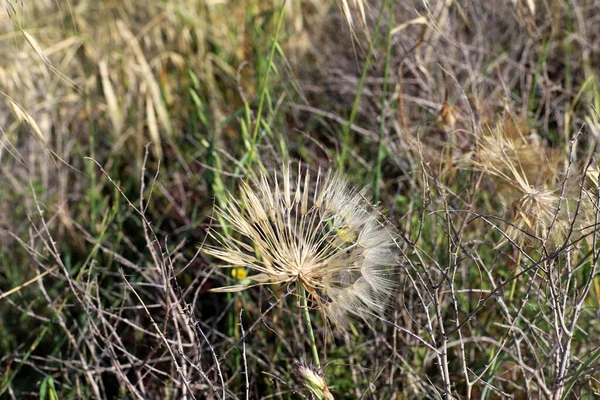 Een Bosweide Met Hoog Gras Groeien Witte Paardebloemen Zomer Israël — Stockfoto