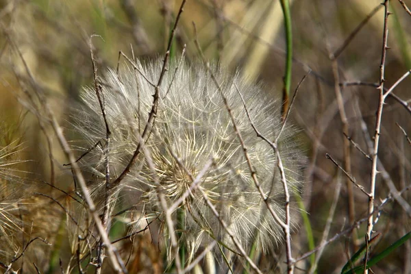 Forest Meadow Tall Grass Grow White Dandelions Summer Israel — Stock Photo, Image