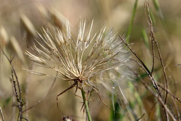 Forest Meadow Tall Grass Grow White Dandelions Summer Israel — Stock Photo, Image