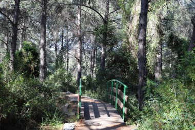 Köprü - Kuzey İsrail 'deki bir orman parkında inşa edilmiş yapay bir yapı. 