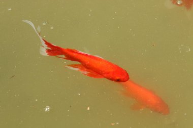 Kuzey İsrail 'deki yapay tatlı su gölünde renkli balıklar yüzüyor. 