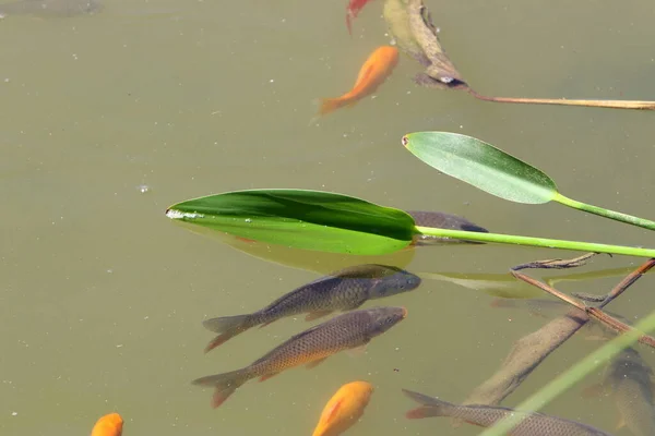 イスラエル北部の人工淡水湖でカラフルな魚が泳いでいます — ストック写真