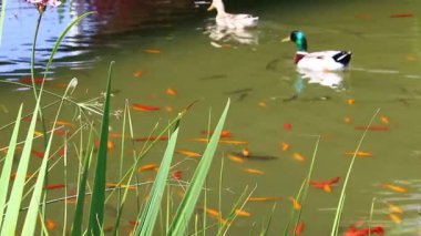 Kuzey İsrail 'deki yapay tatlı su gölünde renkli balıklar yüzüyor. 