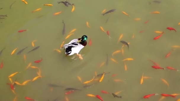 Peces Coloridos Nadan Lago Artificial Agua Dulce Norte Israel — Vídeos de Stock