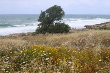 İsrail 'in kuzeyindeki Akdeniz kıyılarında yeşil çimenler ve çiçekler 