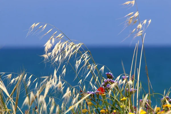 Herbe Verte Fleurs Sur Les Rives Mer Méditerranée Dans Nord — Photo