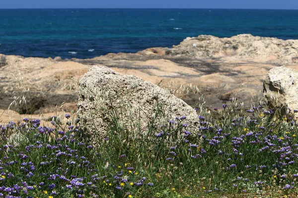 イスラエル北部の地中海沿岸の緑の草や花々 — ストック写真